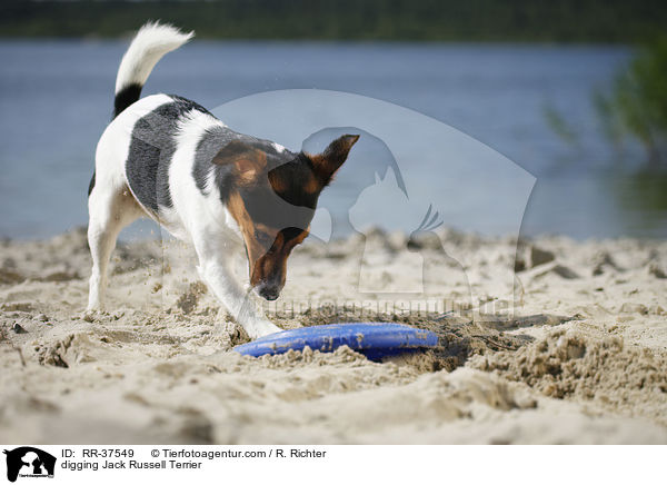 buddelnder Jack Russell Terrier / digging Jack Russell Terrier / RR-37549