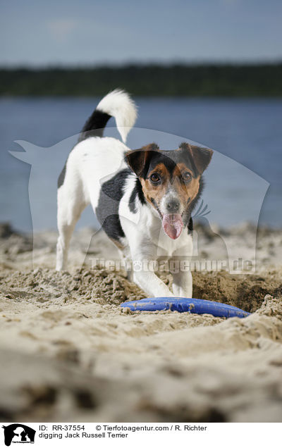 buddelnder Jack Russell Terrier / digging Jack Russell Terrier / RR-37554