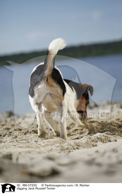 buddelnder Jack Russell Terrier / digging Jack Russell Terrier / RR-37555