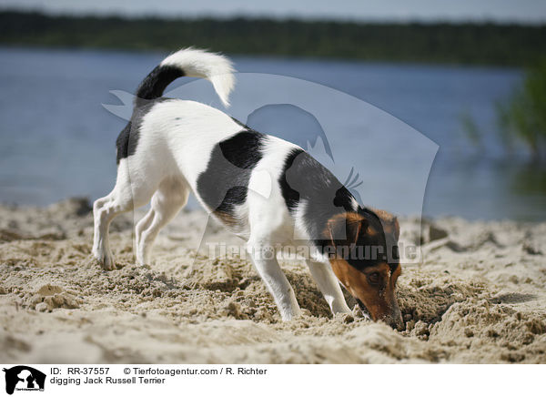 buddelnder Jack Russell Terrier / digging Jack Russell Terrier / RR-37557