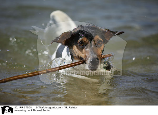 schwimmender Jack Russell Terrier / swimming Jack Russell Terrier / RR-37568