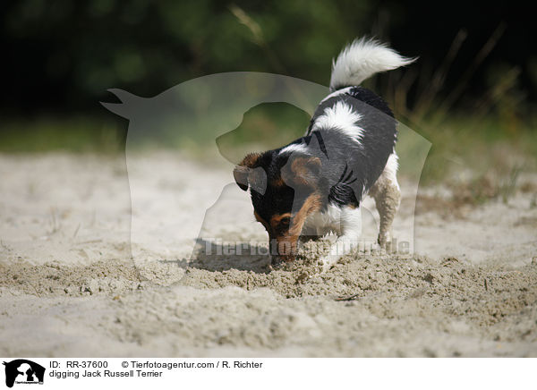 buddelnder Jack Russell Terrier / digging Jack Russell Terrier / RR-37600