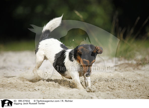 buddelnder Jack Russell Terrier / digging Jack Russell Terrier / RR-37602