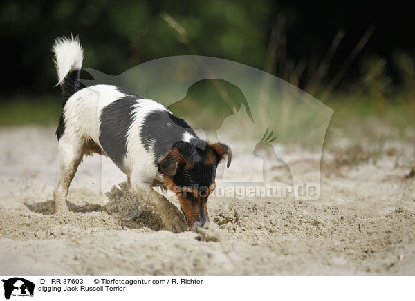 buddelnder Jack Russell Terrier / digging Jack Russell Terrier / RR-37603