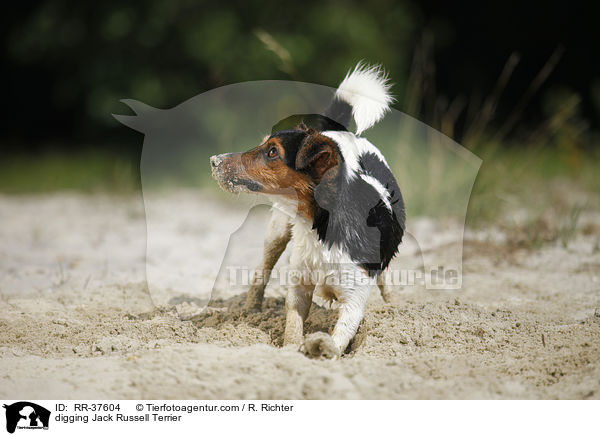 buddelnder Jack Russell Terrier / digging Jack Russell Terrier / RR-37604