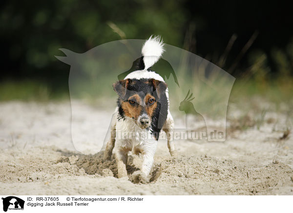 buddelnder Jack Russell Terrier / digging Jack Russell Terrier / RR-37605