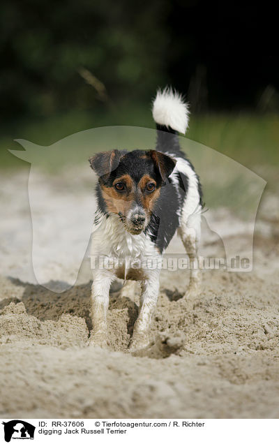 buddelnder Jack Russell Terrier / digging Jack Russell Terrier / RR-37606
