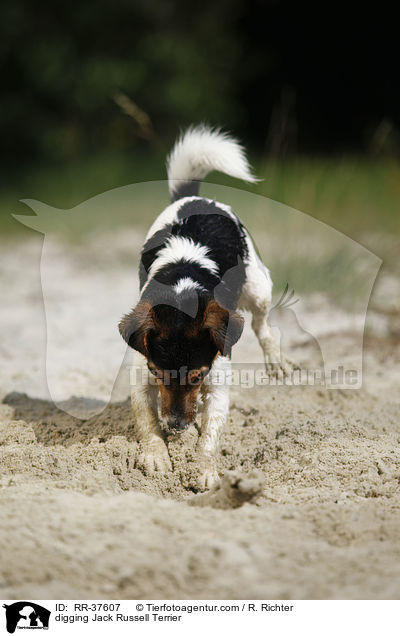 buddelnder Jack Russell Terrier / digging Jack Russell Terrier / RR-37607