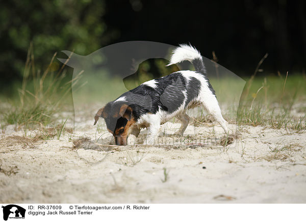 buddelnder Jack Russell Terrier / digging Jack Russell Terrier / RR-37609