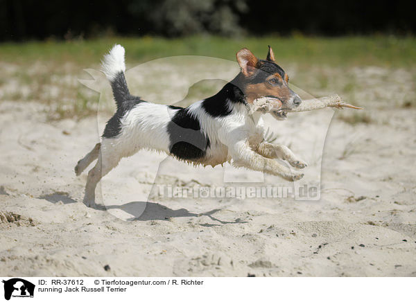 rennender Jack Russell Terrier / running Jack Russell Terrier / RR-37612