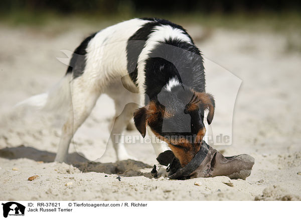 Jack Russell Terrier / Jack Russell Terrier / RR-37621