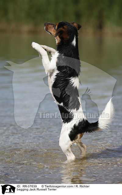 Jack Russell Terrier macht Mnnchen / begging Jack Russell Terrier / RR-37639