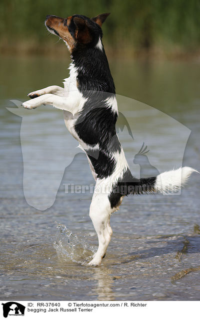 Jack Russell Terrier macht Mnnchen / begging Jack Russell Terrier / RR-37640