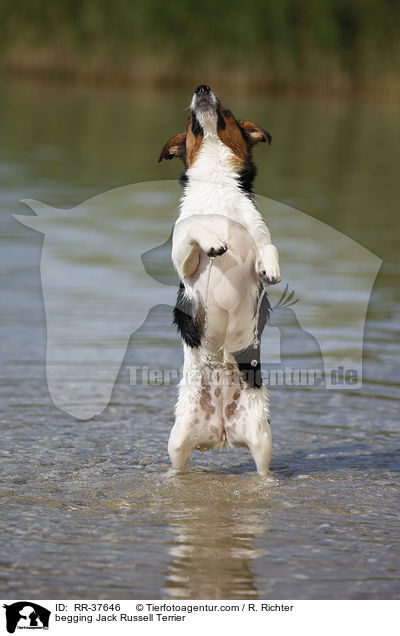 Jack Russell Terrier macht Mnnchen / begging Jack Russell Terrier / RR-37646