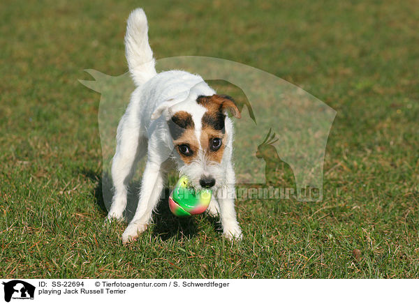 spielender Parson Russell Terrier / playing Parson Russell Terrier / SS-22694