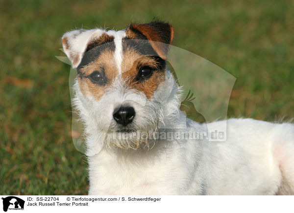 Parson Russell Terrier Portrait / Parson Russell Terrier Portrait / SS-22704