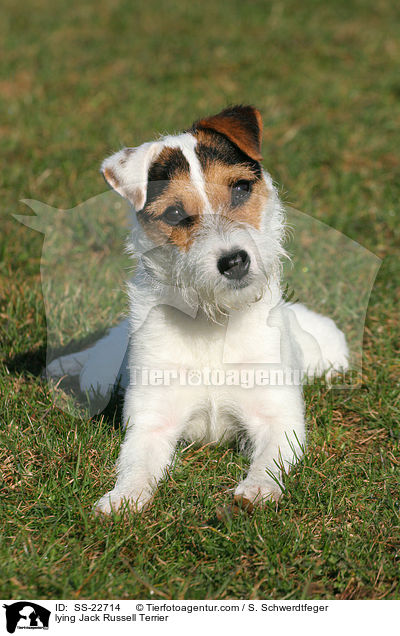 lying Jack Russell Terrier / SS-22714