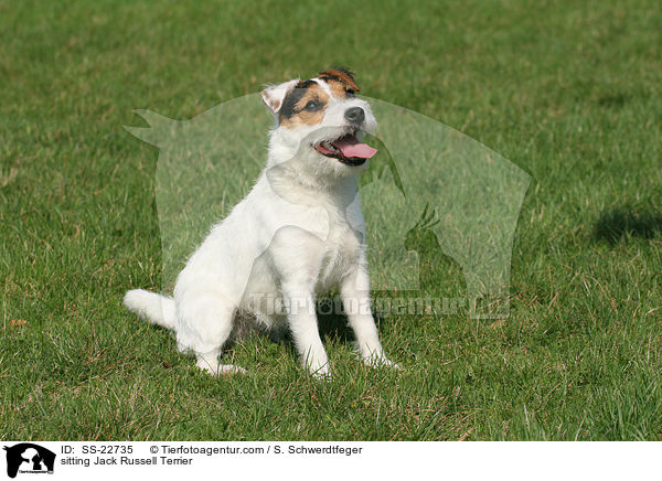 sitzender Parson Russell Terrier / sitting Parson Russell Terrier / SS-22735