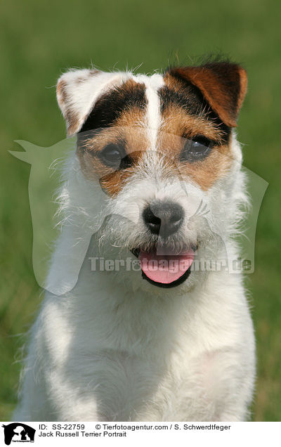 Parson Russell Terrier Portrait / Parson Russell Terrier Portrait / SS-22759