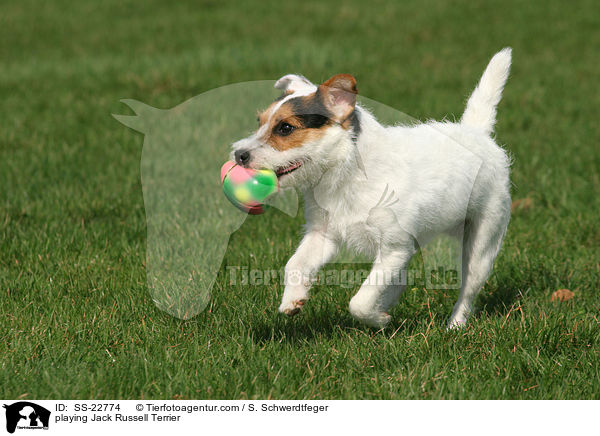 spielender Parson Russell Terrier / playing Parson Russell Terrier / SS-22774