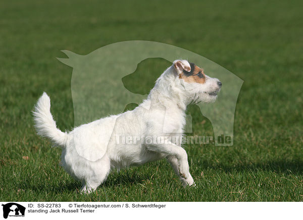 stehender Parson Russell Terrier / standing Parson Russell Terrier / SS-22783