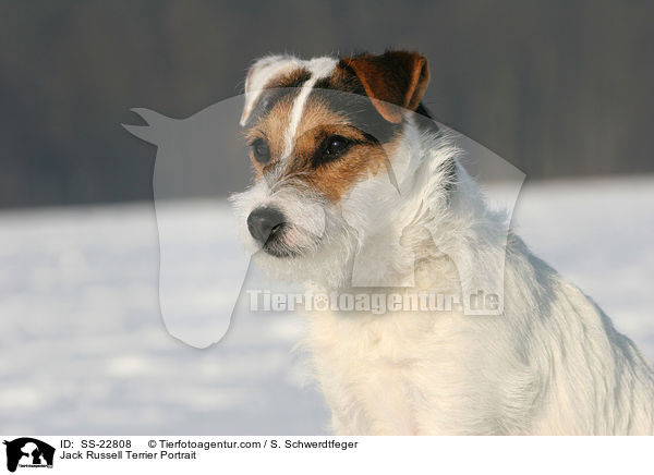 Parson Russell Terrier Portrait / Parson Russell Terrier Portrait / SS-22808