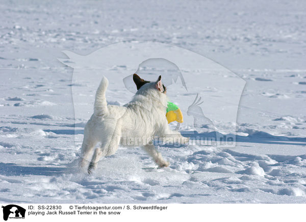 spielender Parson Russell Terrier / playing Parson Russell Terrier / SS-22830