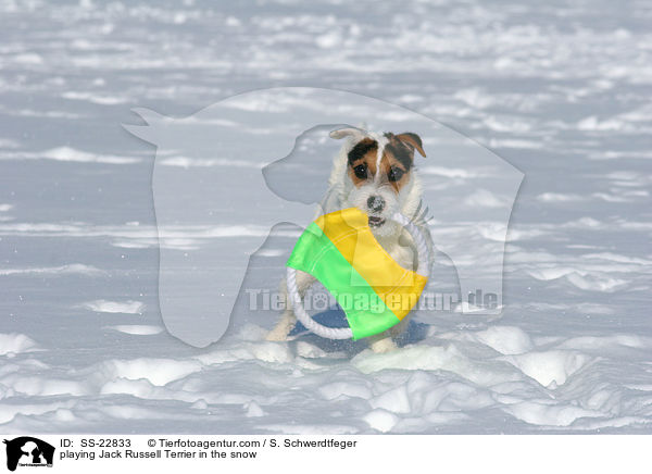 spielender Parson Russell Terrier / playing Parson Russell Terrier / SS-22833