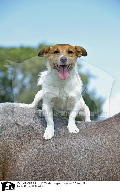 Jack Russell Terrier auf Pferdercken / Jack Russell Terrier / AP-08532