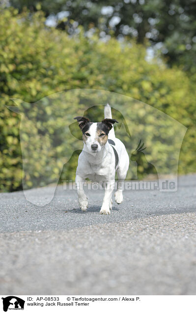 laufender Jack Russell Terrier / walking Jack Russell Terrier / AP-08533