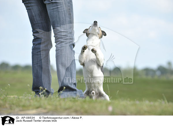 Jack Russell Terrier macht Mnnchen / Jack Russell Terrier shows trick / AP-08534