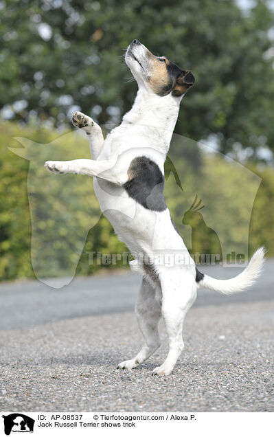 Jack Russell Terrier macht Mnnchen / Jack Russell Terrier shows trick / AP-08537