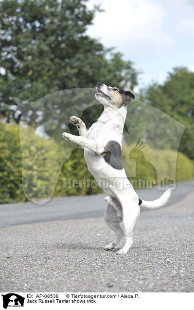 Jack Russell Terrier macht Mnnchen / Jack Russell Terrier shows trick / AP-08538