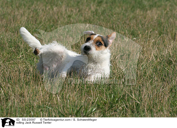 Parson Russell Terrier wlzt sich / rolling Parson Russell Terrier / SS-23097