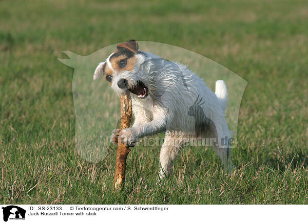 Parson Russell Terrier mit Stckchen / Parson Russell Terrier with stick / SS-23133