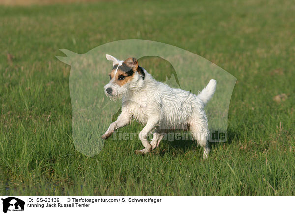 rennender Parson Russell Terrier / running Parson Russell Terrier / SS-23139