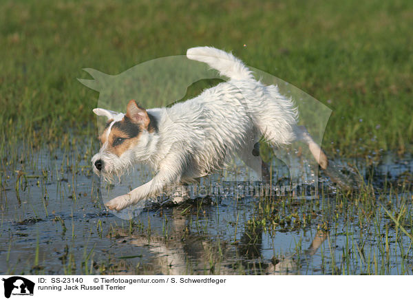 rennender Parson Russell Terrier / running Parson Russell Terrier / SS-23140
