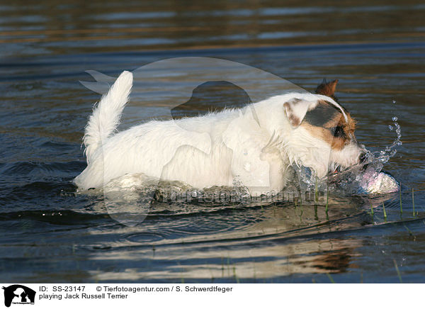 spielender Parson Russell Terrier / playing Parson Russell Terrier / SS-23147