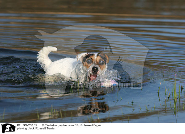 spielender Parson Russell Terrier / playing Parson Russell Terrier / SS-23152