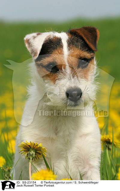 Parson Russell Terrier Portrait / Parson Russell Terrier Portrait / SS-23154
