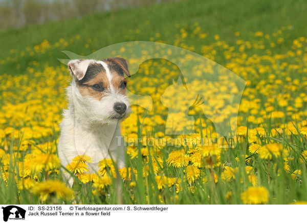 Parson Russell Terrier Portrait / Parson Russell Terrier Portrait / SS-23156