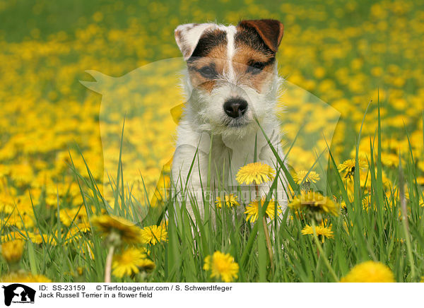 Parson Russell Terrier Portrait / Parson Russell Terrier Portrait / SS-23159