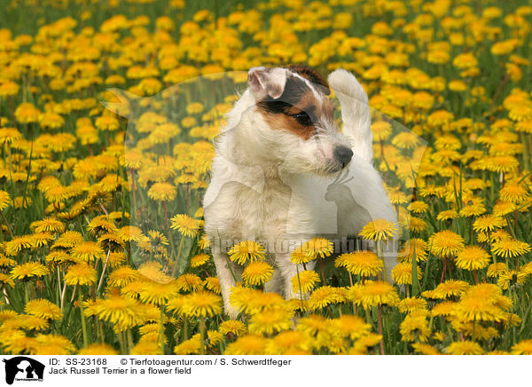 stehender Parson Russell Terrier / standing Parson Russell Terrier / SS-23168