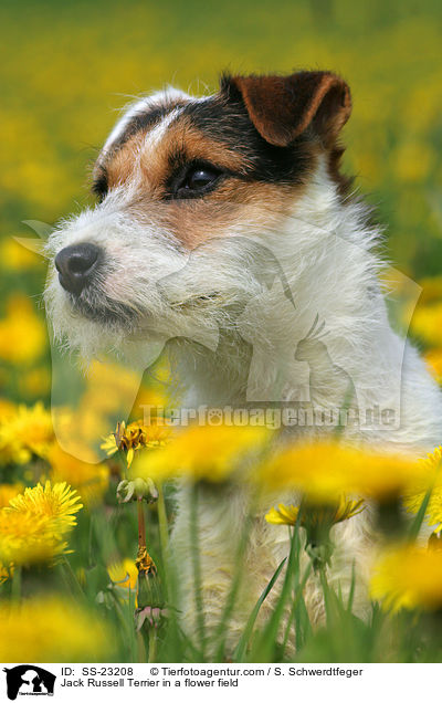 Parson Russell Terrier Portrait / Parson Russell Terrier Portrait / SS-23208