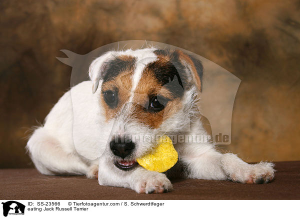 fressender Parson Russell Terrier / eating Parson Russell Terrier / SS-23566