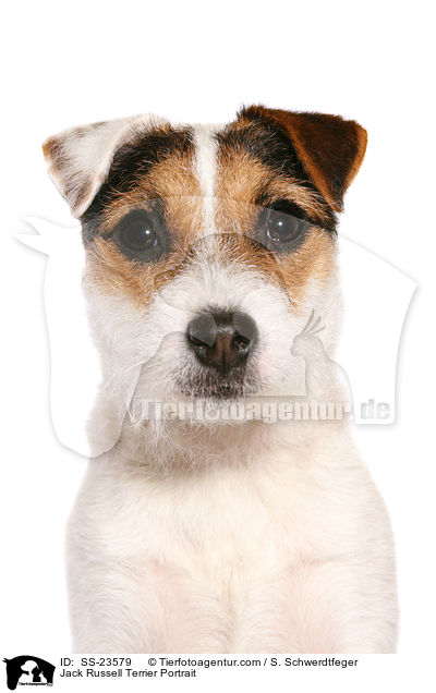 Parson Russell Terrier Portrait / Parson Russell Terrier Portrait / SS-23579