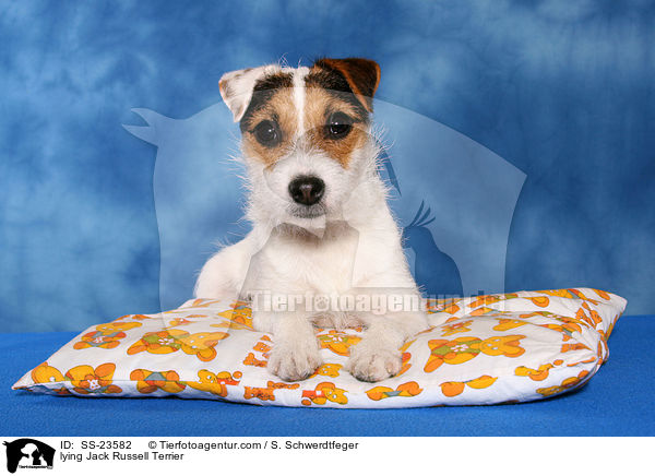 liegender Parson Russell Terrier / lying Parson Russell Terrier / SS-23582