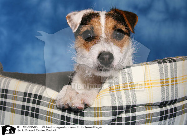 Parson Russell Terrier Portrait / Parson Russell Terrier Portrait / SS-23585