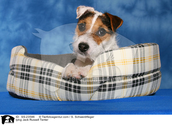 liegender Parson Russell Terrier / lying Parson Russell Terrier / SS-23586