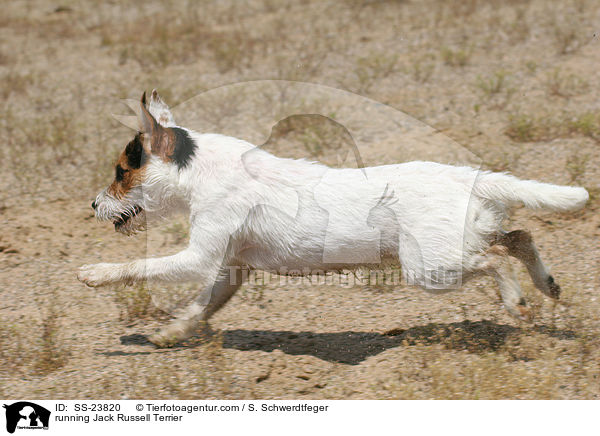 rennender Parson Russell Terrier / running Parson Russell Terrier / SS-23820